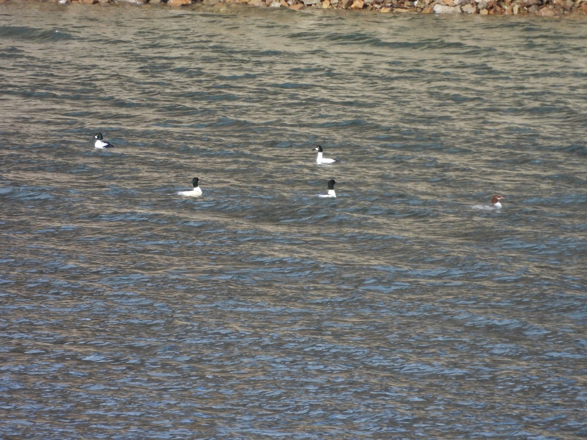 Quattrocchi - ML647658186