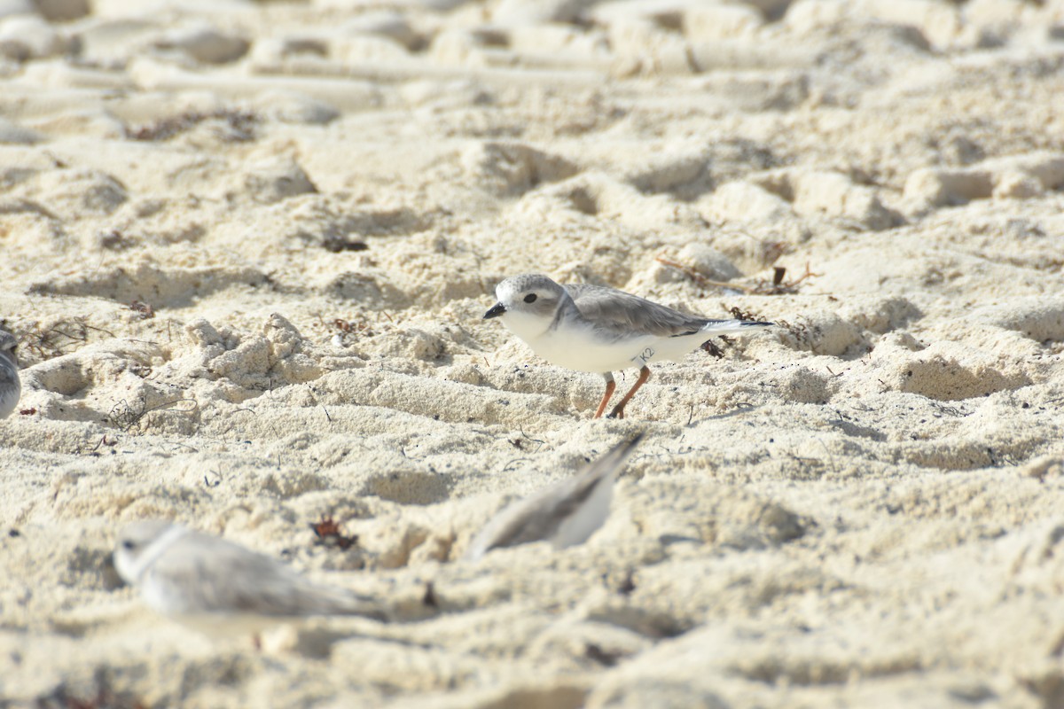 Islıkçı Cılıbıt - ML647658190