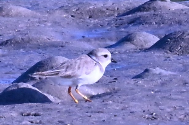 Islıkçı Cılıbıt - ML647658197