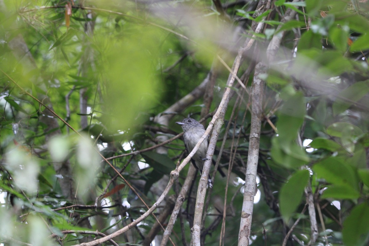 Variable Antshrike - ML647658203