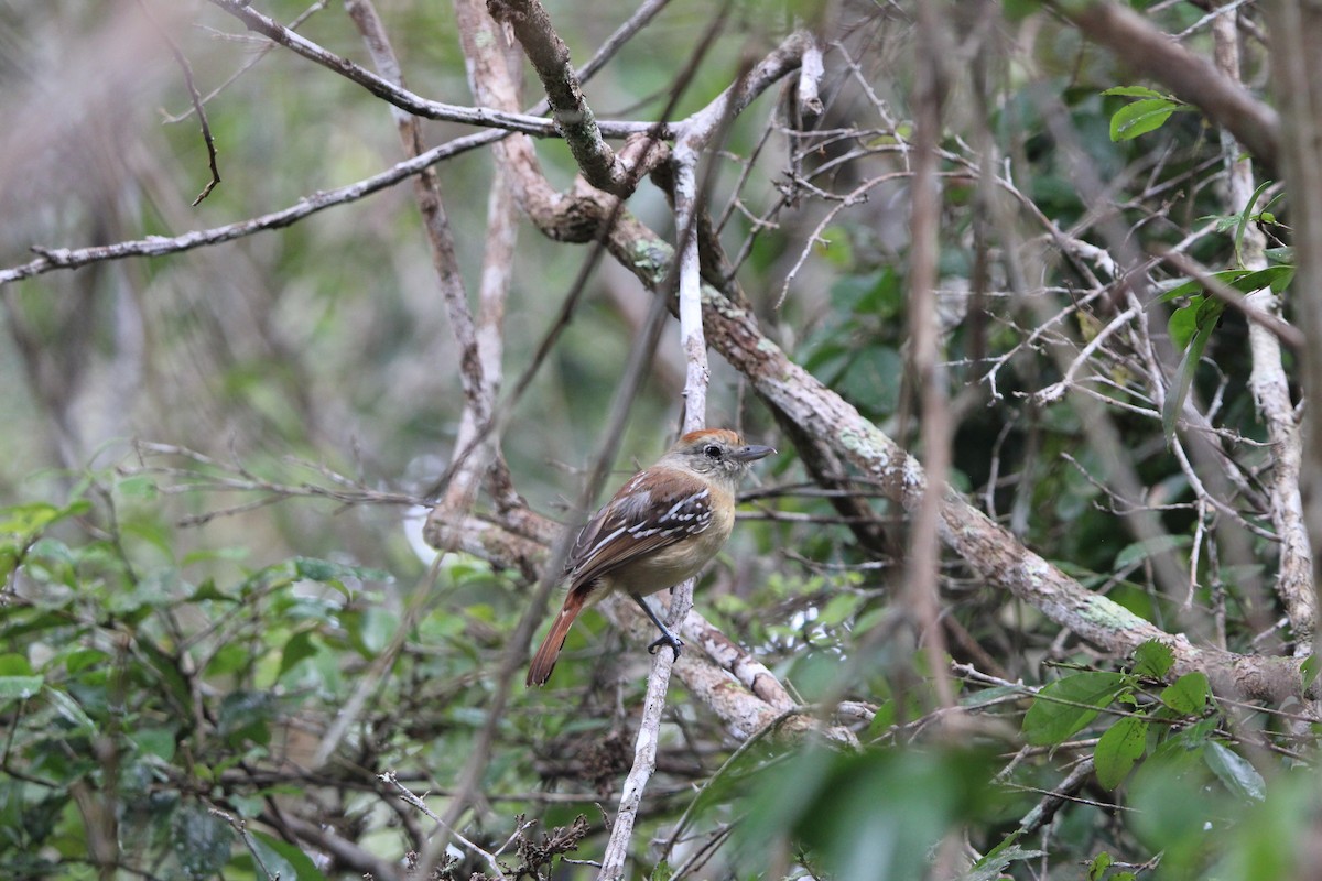 Variable Antshrike - ML647658204