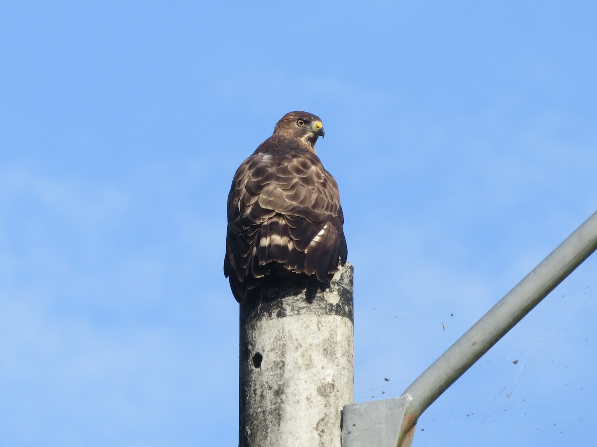 Broad-winged Hawk - ML647658205