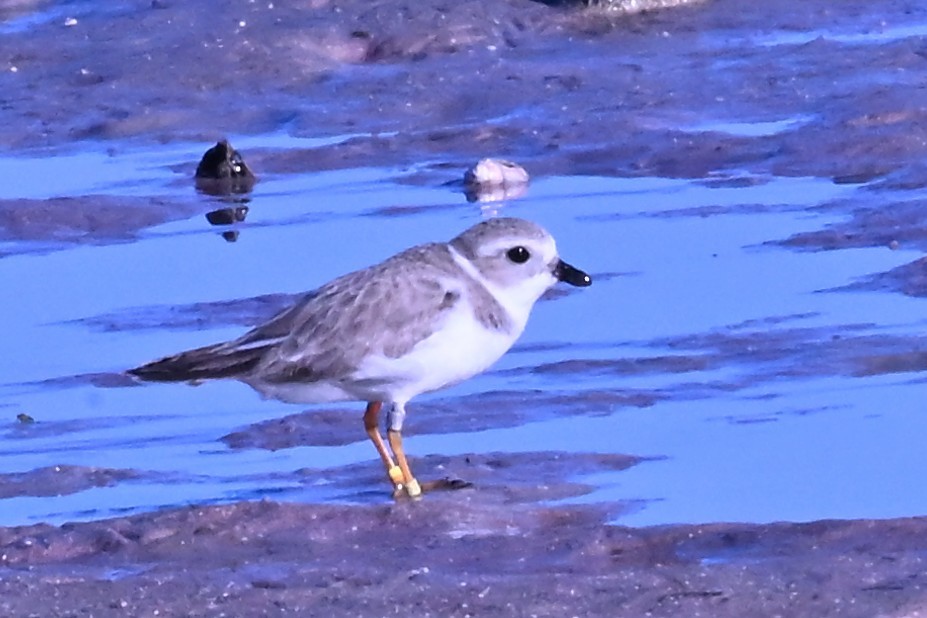 Islıkçı Cılıbıt - ML647658206