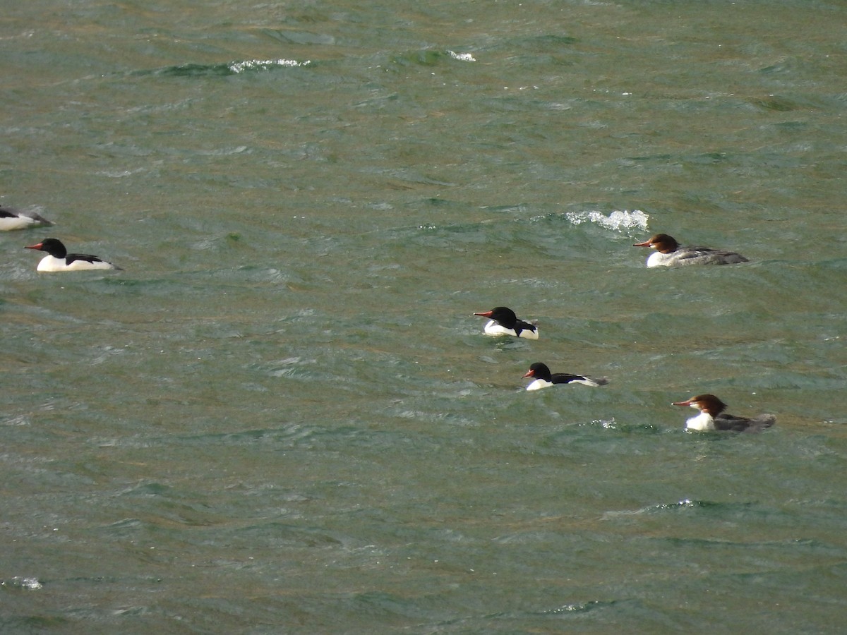 Smergo maggiore - ML647658224