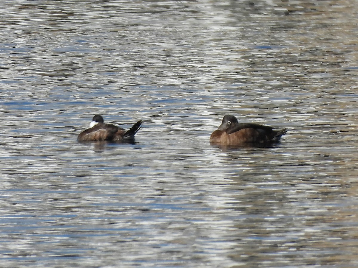 Schwarzkopf-Ruderente - ML647658227