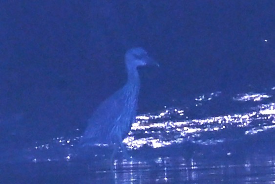 kvakoš žlutočelý - ML647658244