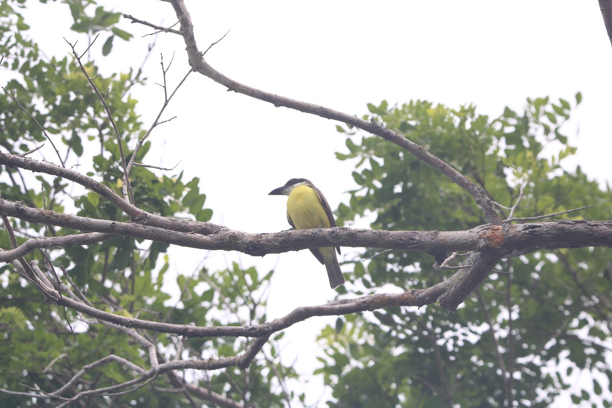 Boat-billed Flycatcher - ML647658245
