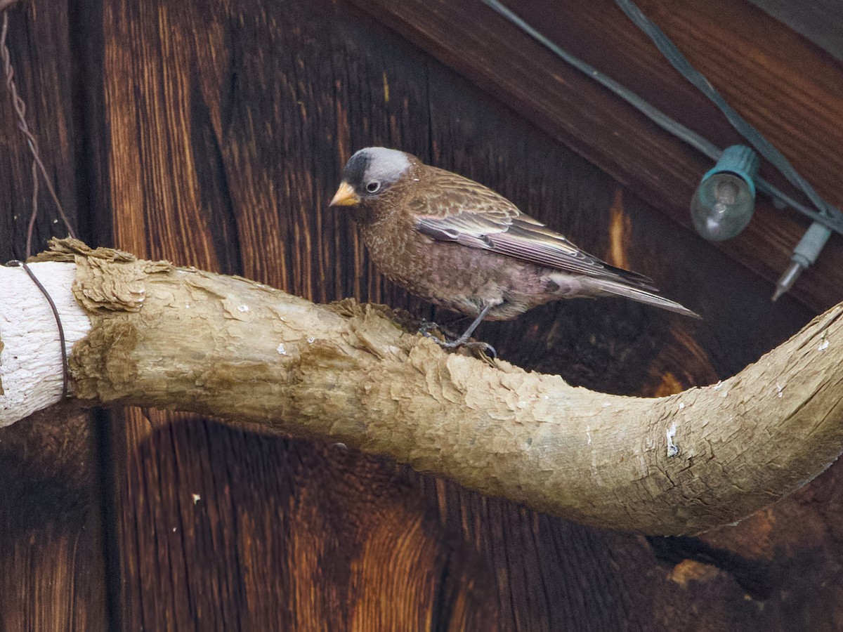 Gray-crowned Rosy-Finch (Gray-crowned) - ML647658252