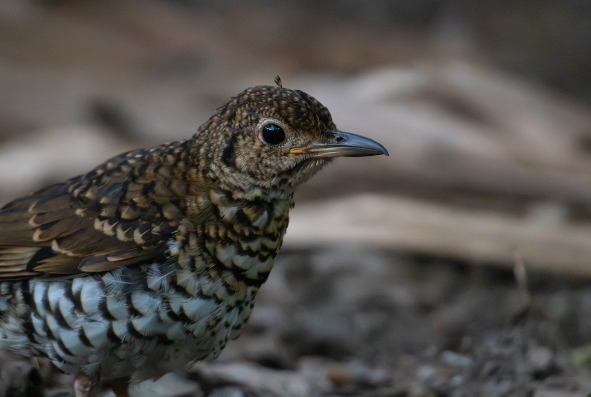 Sedefli Ardıç - ML647658255