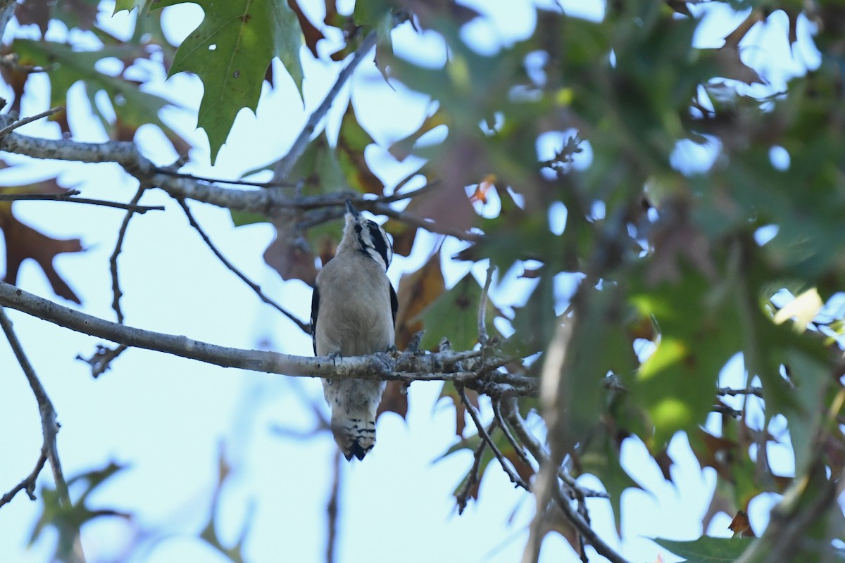 Downy Woodpecker - ML647658256