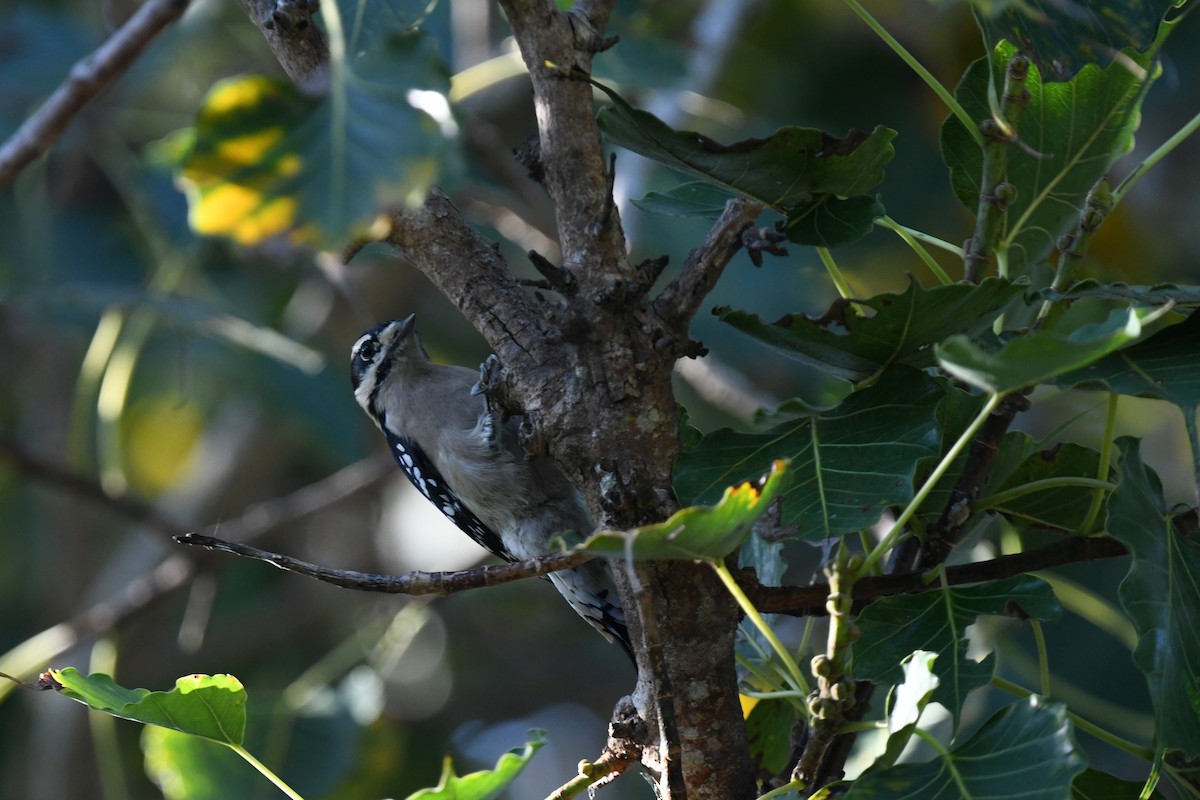 Downy Woodpecker - ML647658266