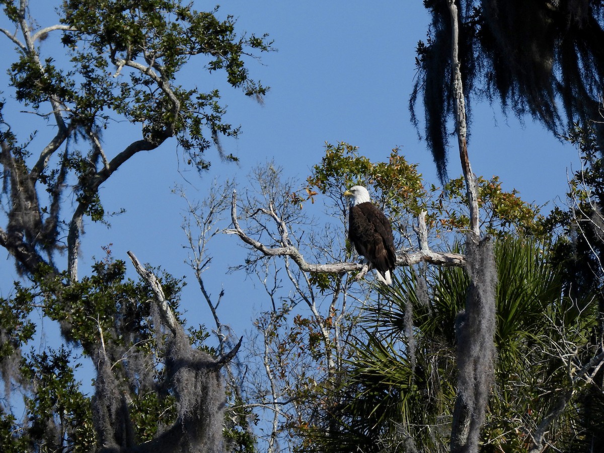 עיטם לבן-ראש - ML647658275
