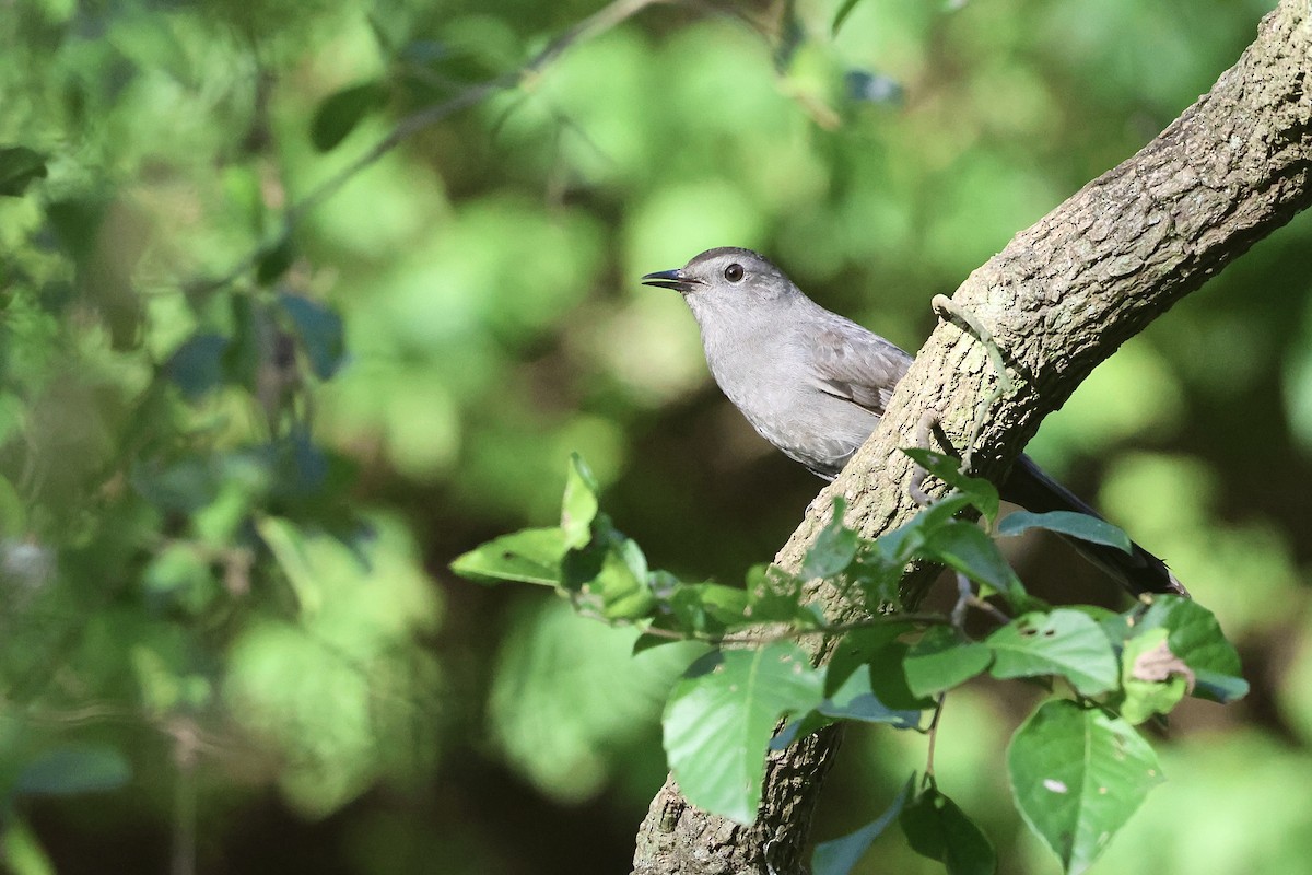 Miaulari grisa - ML647658276