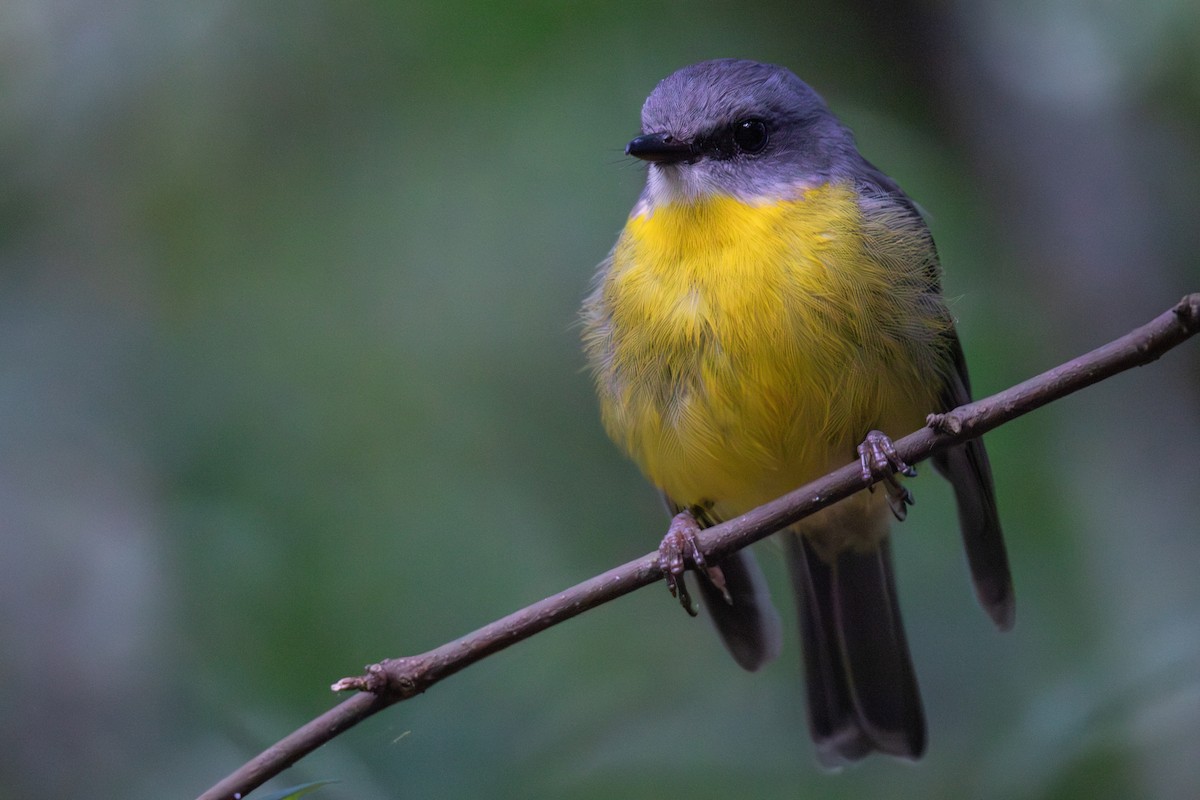 lejsčík žlutý - ML647658279