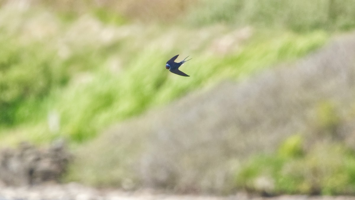 Ластівка сільська (підвид rustica) - ML647658286