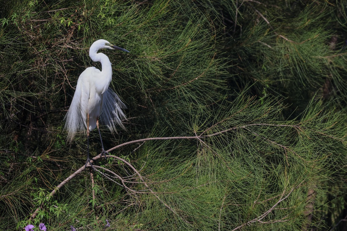 Grande Aigrette - ML647658318