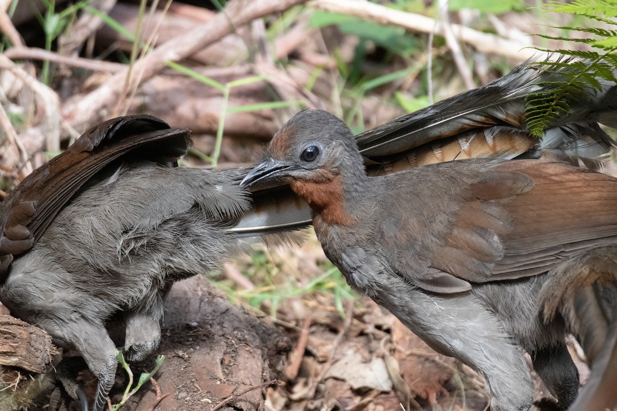 Ménure superbe - ML647658322