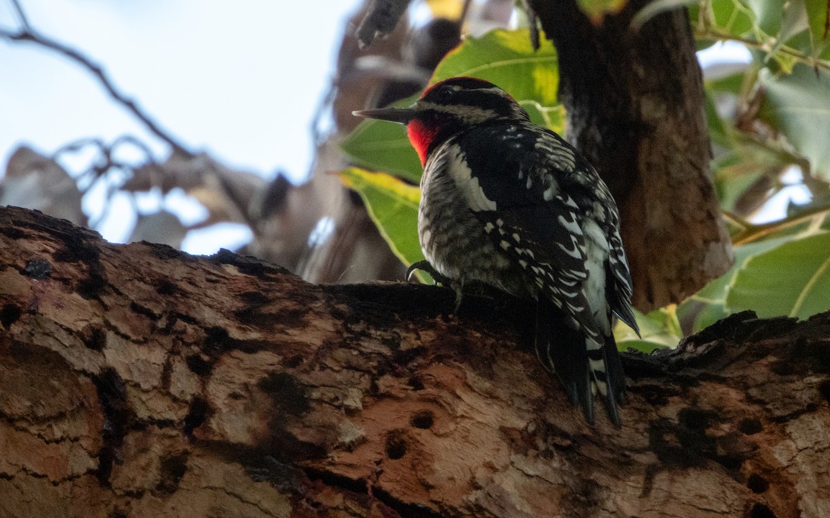Red-naped Sapsucker - ML647658323