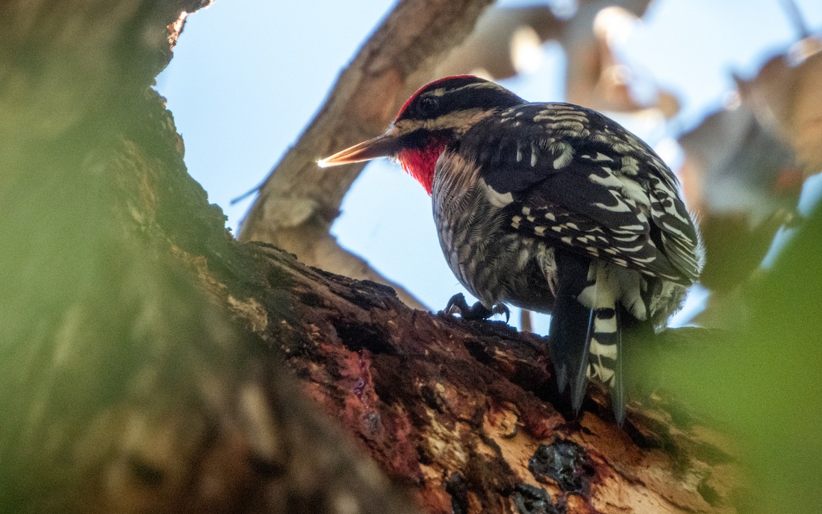 Red-naped Sapsucker - ML647658324