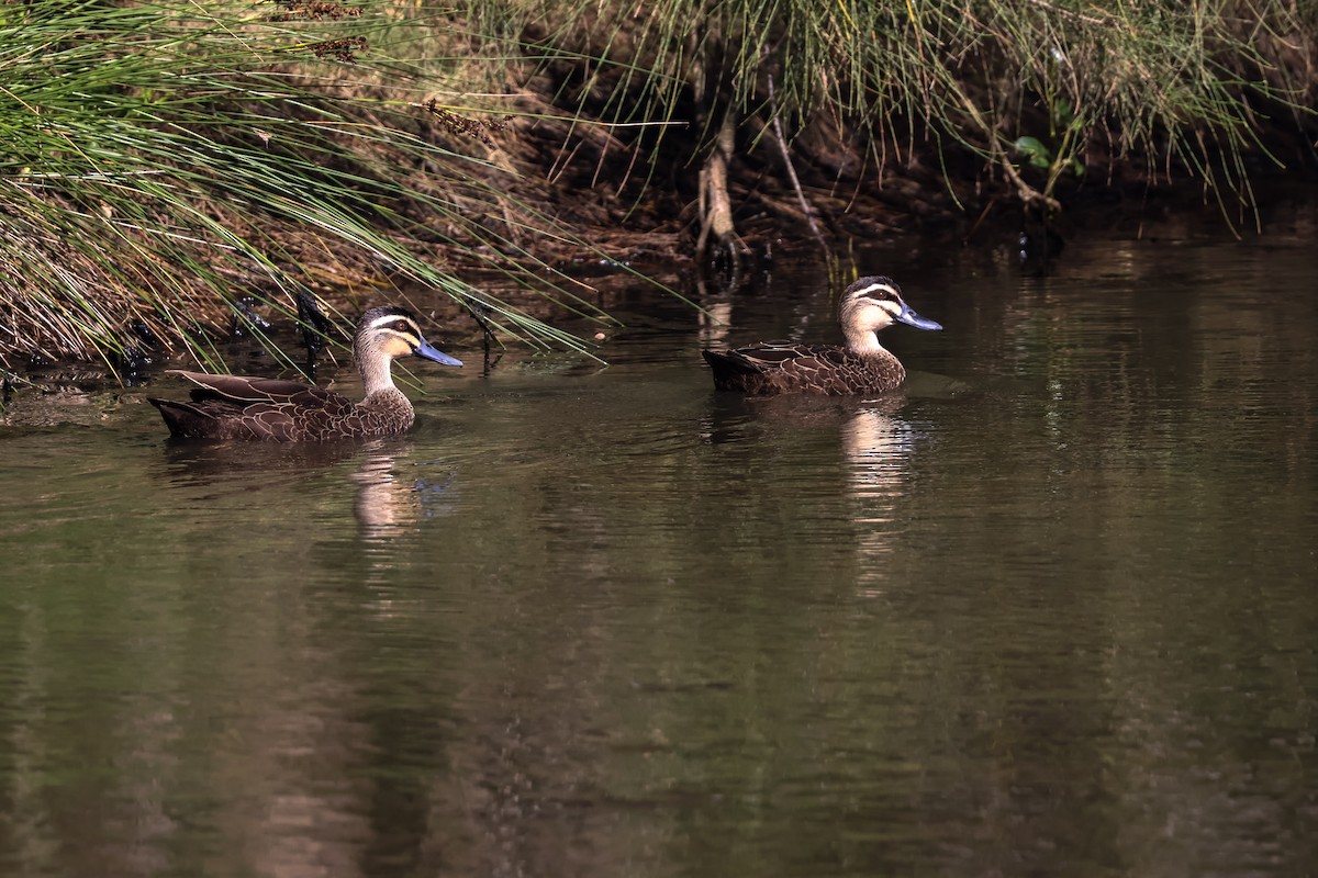 Canard à sourcils - ML647658325