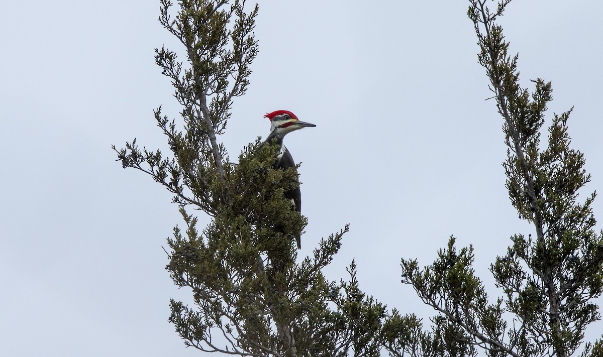 Grand Pic - ML647658331