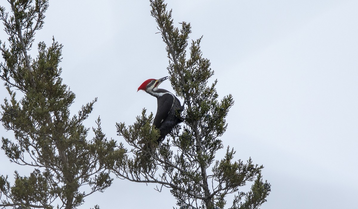 Grand Pic - ML647658332