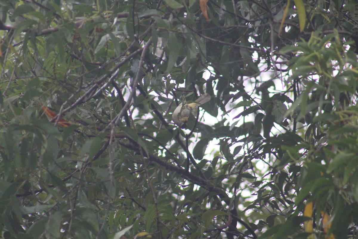 Bulbul à sourcils blancs - ML647658333