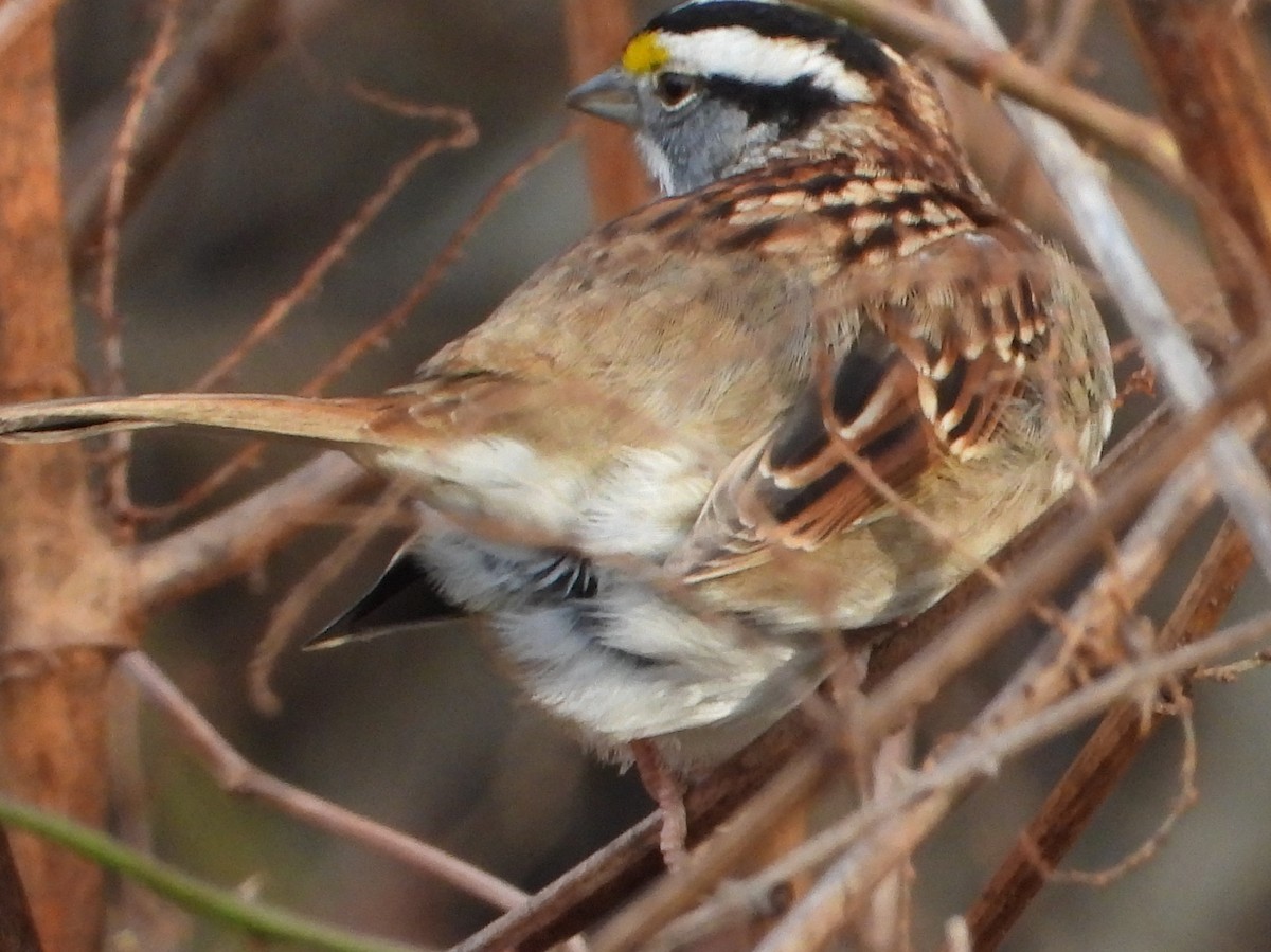 Bruant à gorge blanche - ML647658334