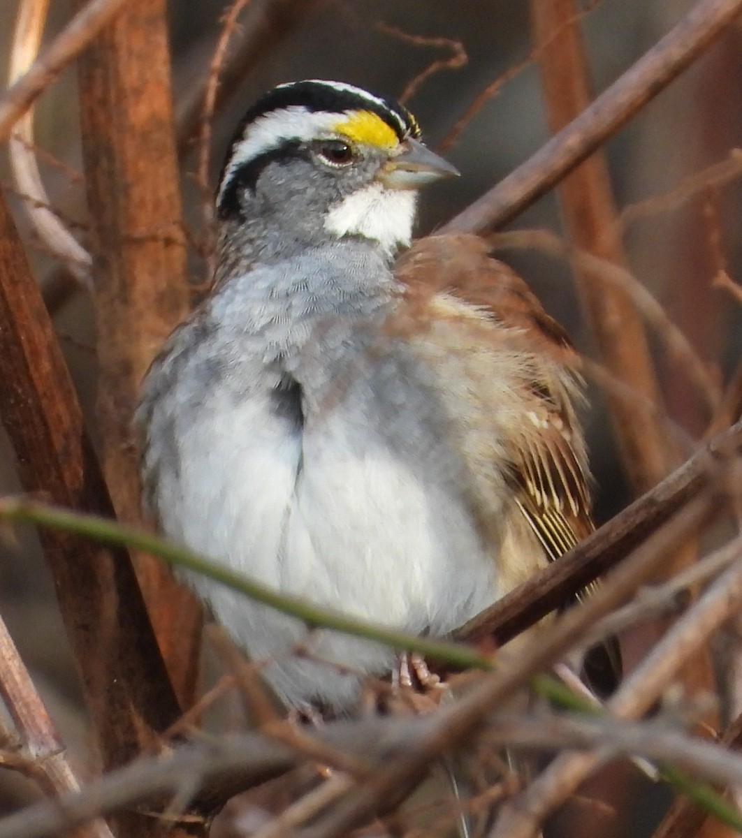 Bruant à gorge blanche - ML647658335