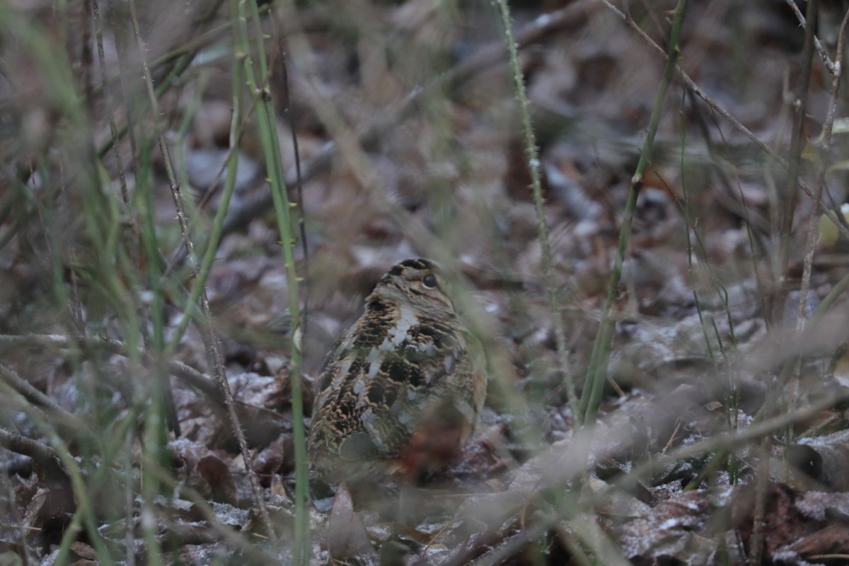 Bécasse d'Amérique - ML647658336
