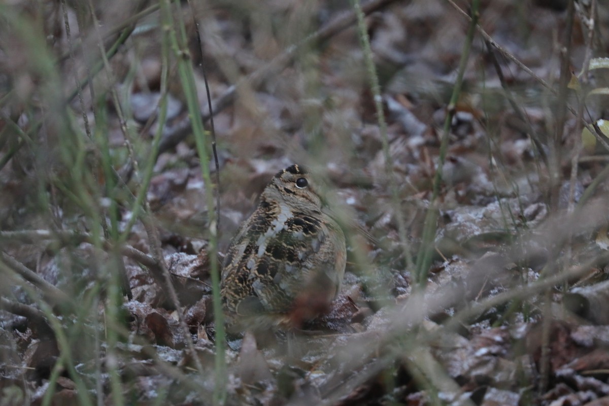 Bécasse d'Amérique - ML647658337