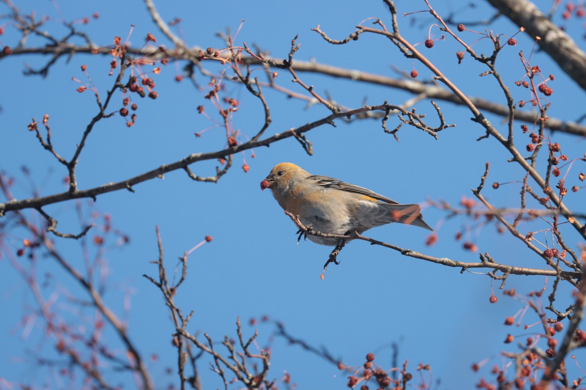 Durbec des sapins - ML647658343