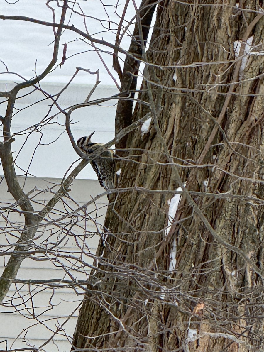 Pic maculé - ML647658344