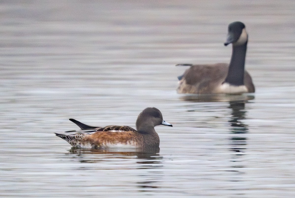 Canard d'Amérique - ML647658346