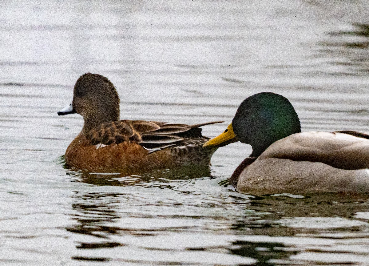 Canard d'Amérique - ML647658347