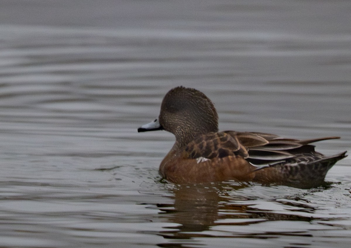 Canard d'Amérique - ML647658348