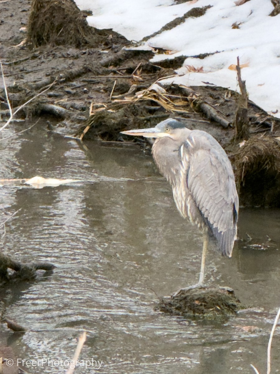 Grand Héron - ML647658349