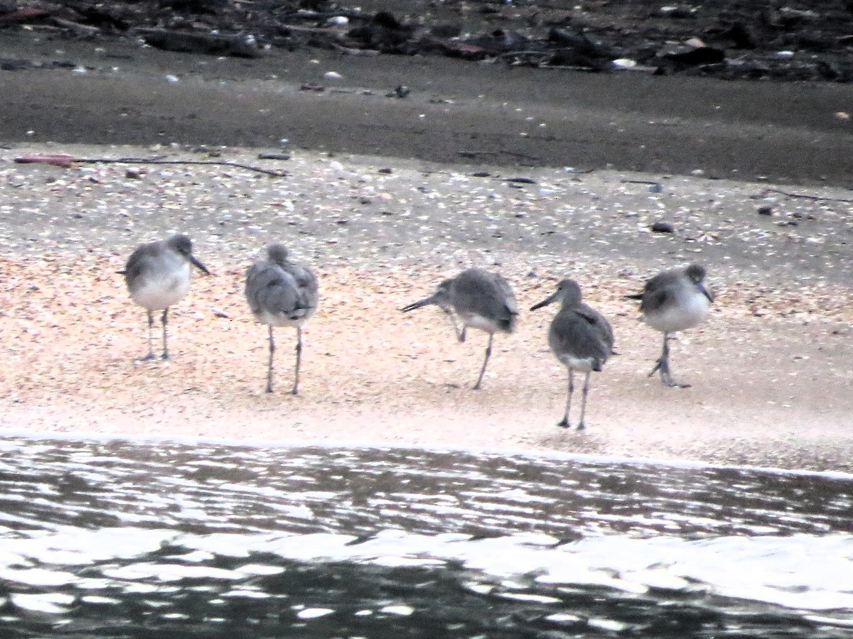 Chevalier semipalmé - ML647658355