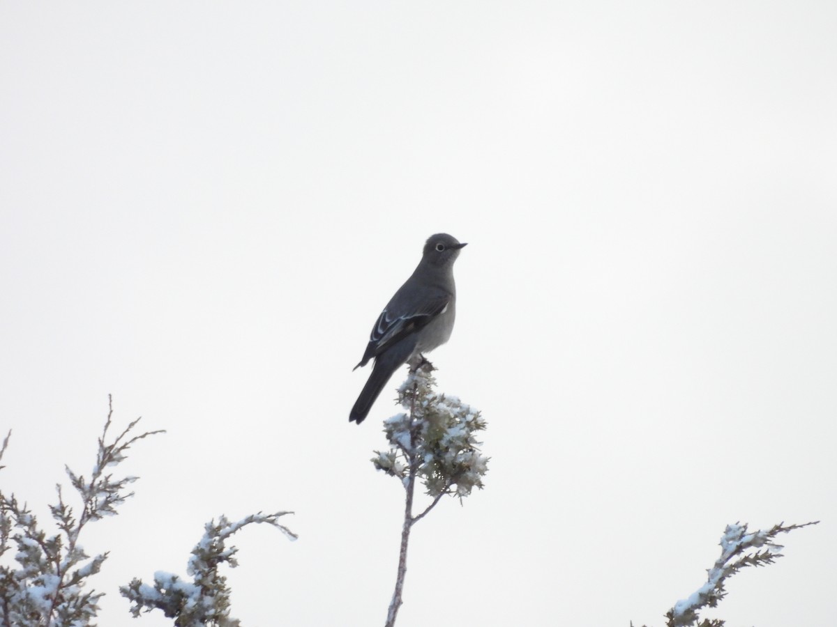 Solitaire de Townsend - ML647658356