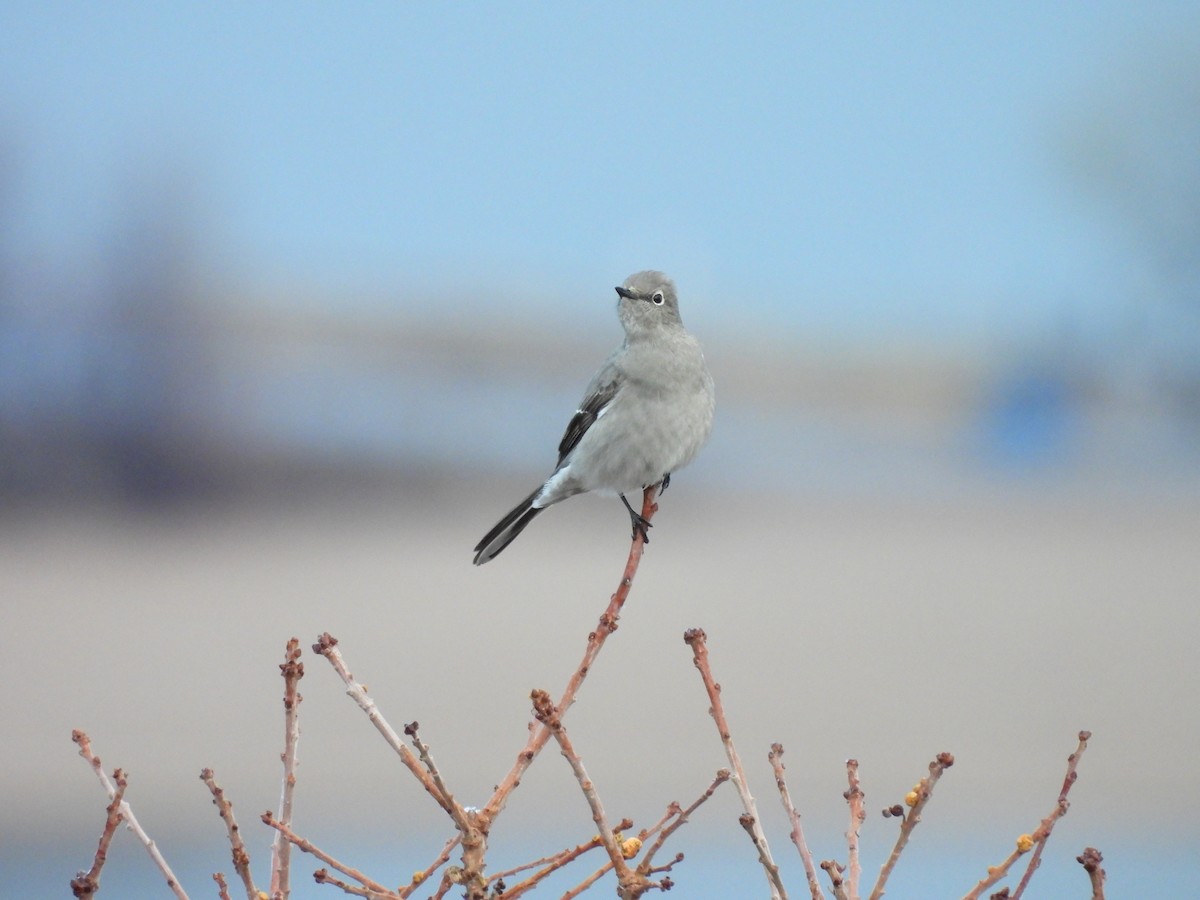 Solitaire de Townsend - ML647658357