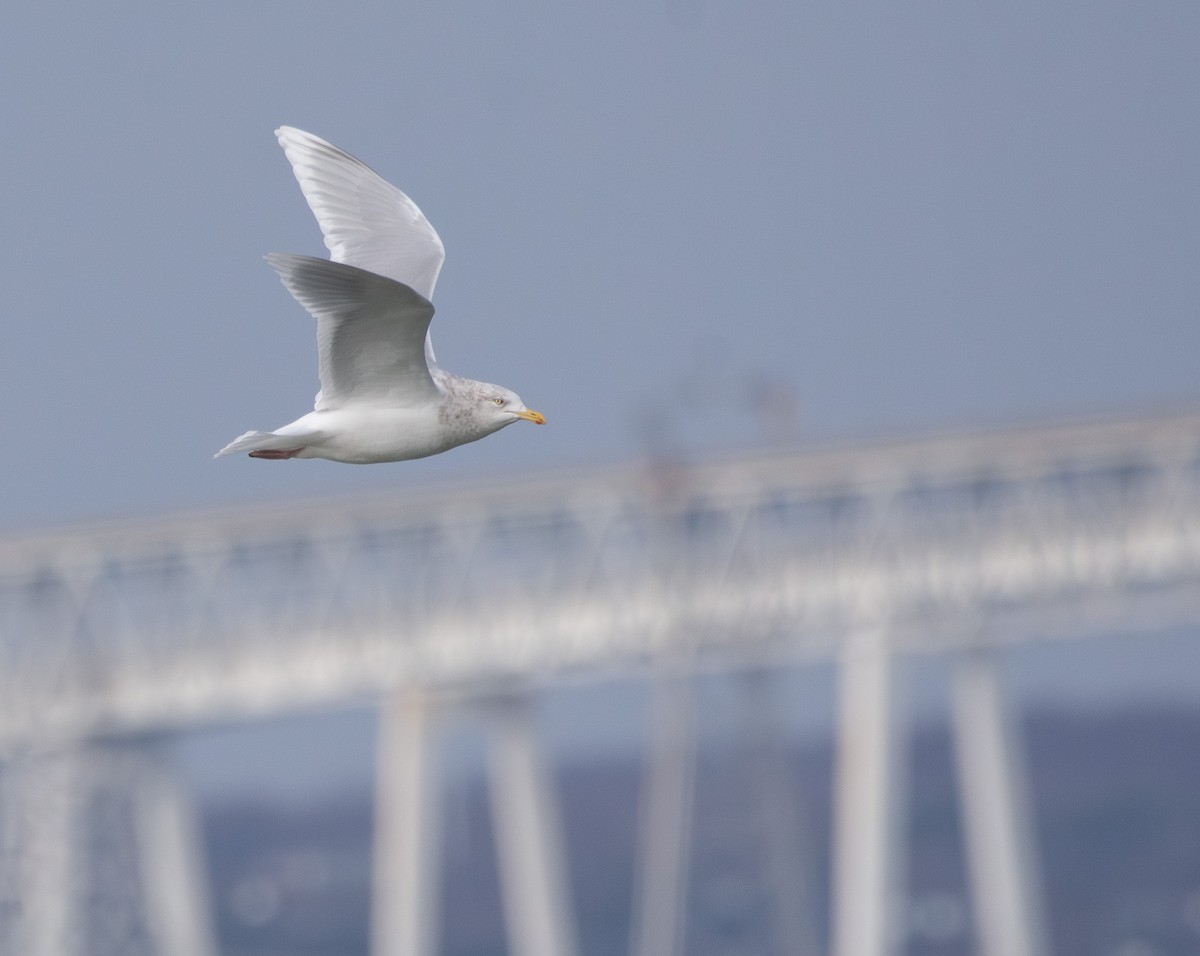 Goéland arctique (kumlieni) - ML647658359