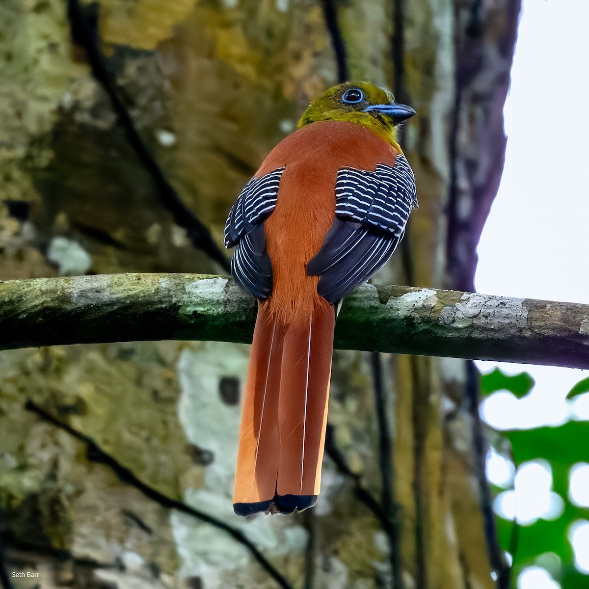 Trogon à poitrine jaune (groupe dulitensis) - ML647658362