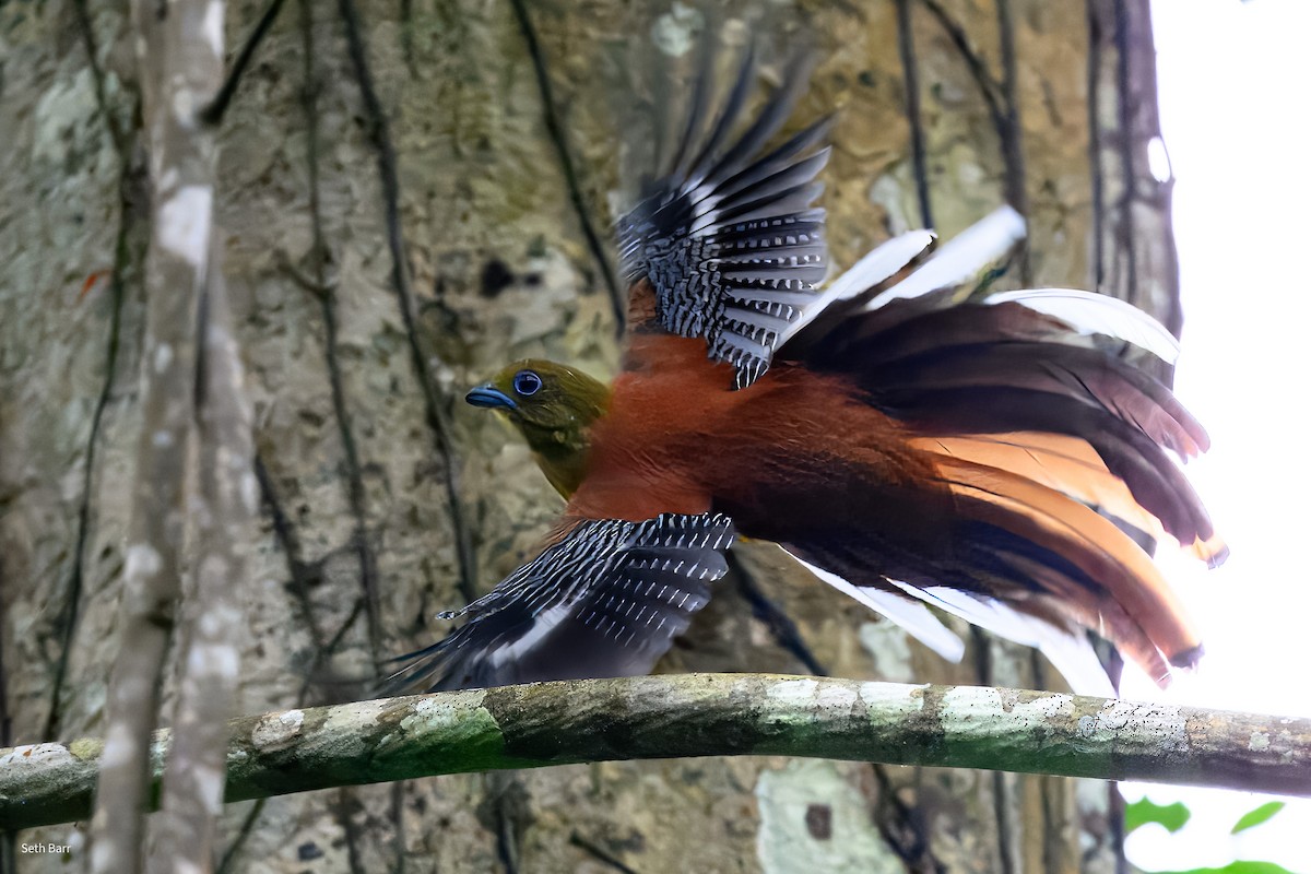 Trogon à poitrine jaune (groupe dulitensis) - ML647658363