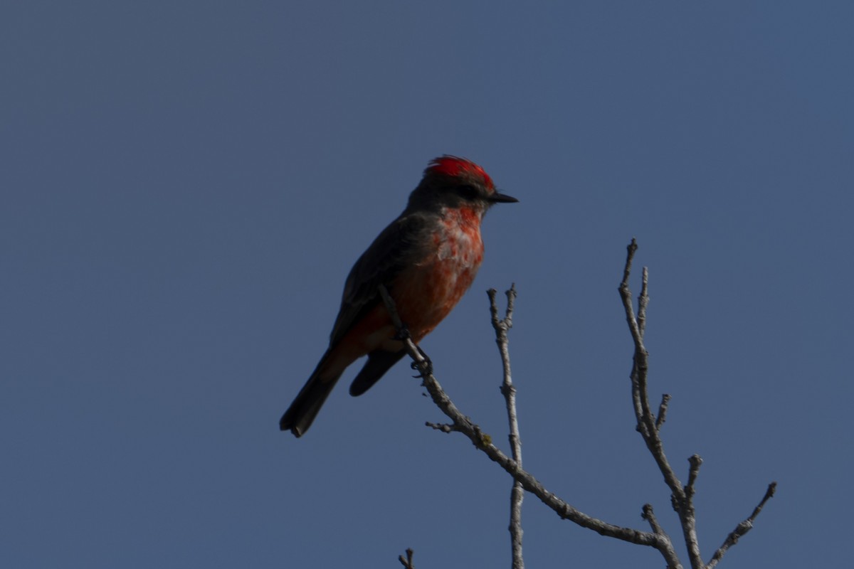 Moucherolle vermillon - ML647658364