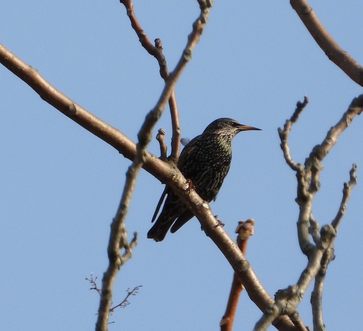 Étourneau sansonnet - ML647658365