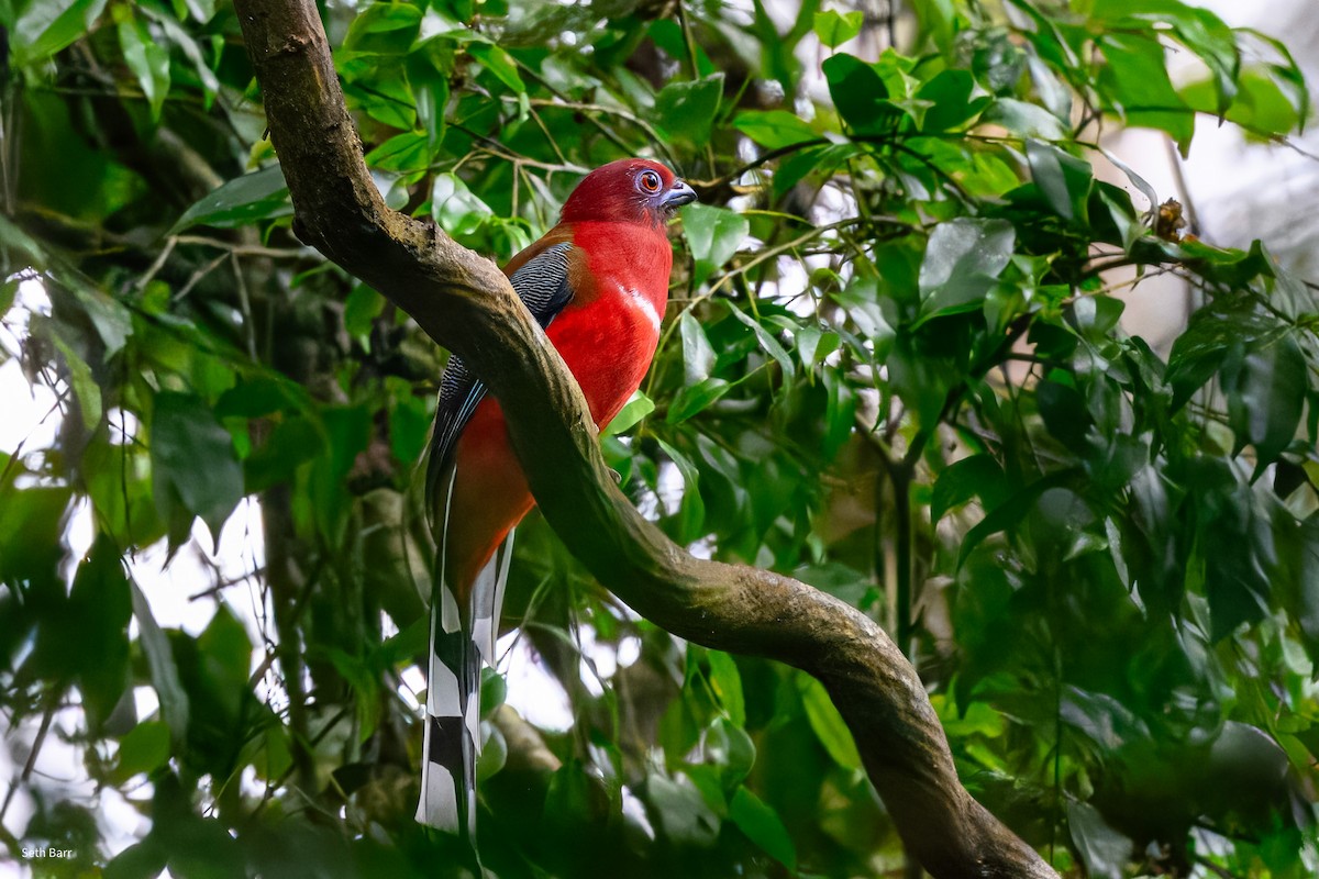 Трогон червоноголовий - ML647658369