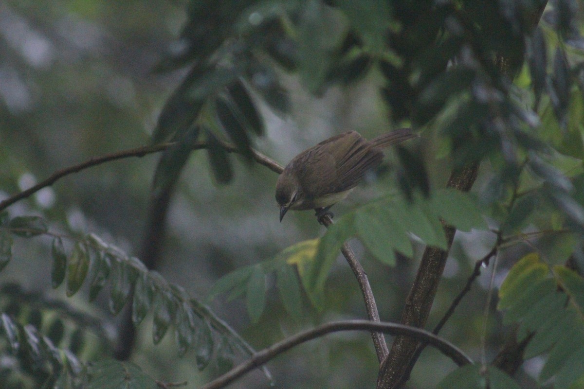 Индийский бюльбюль - ML647658401