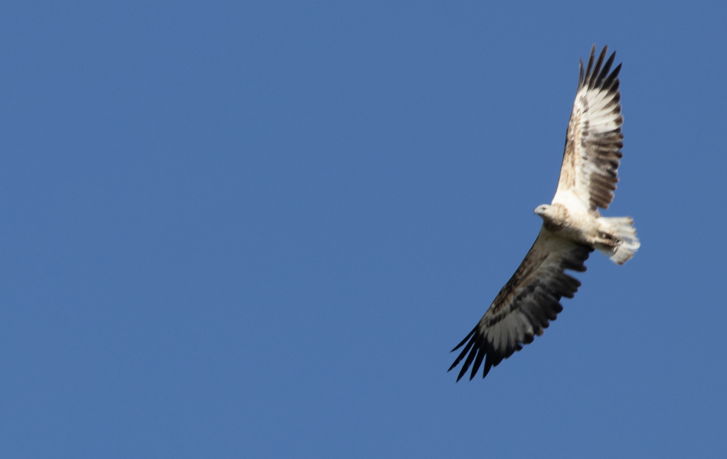 Белобрюхий орлан - ML647658404