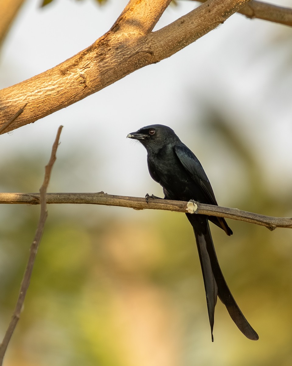 Черный дронго - ML647658406