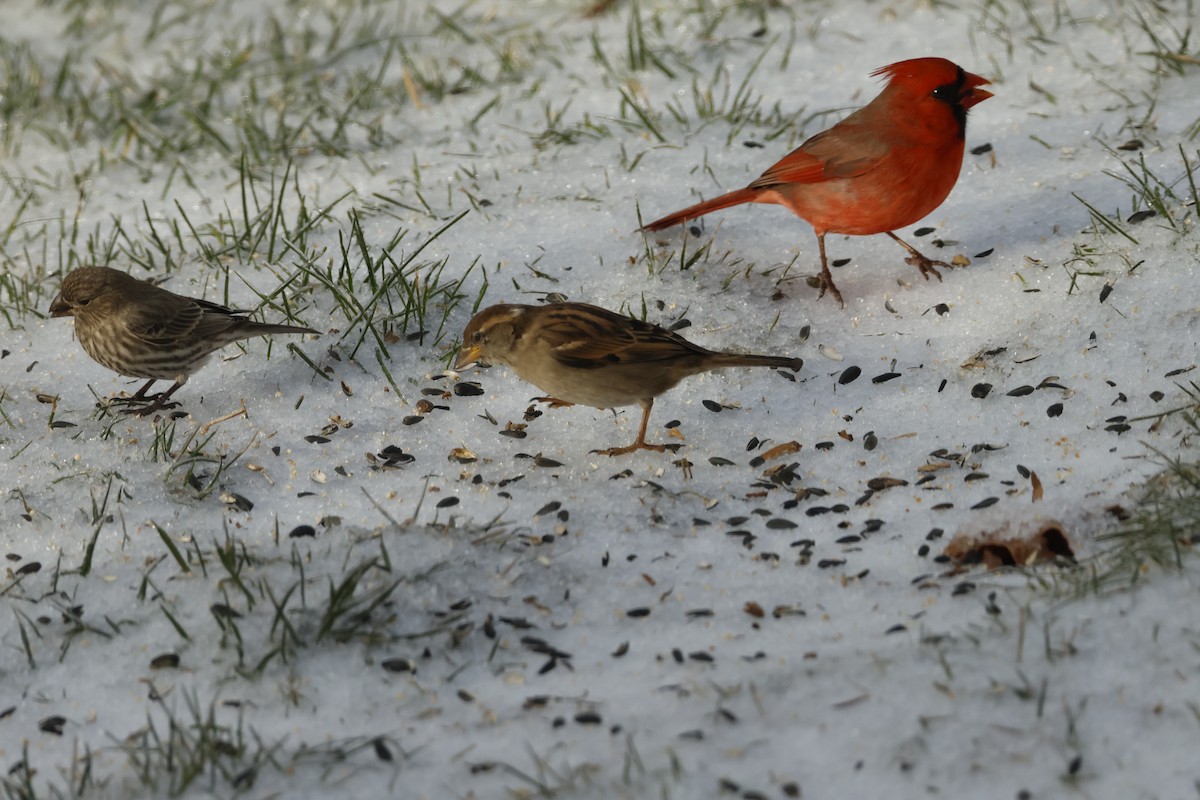 Красный кардинал - ML647658407